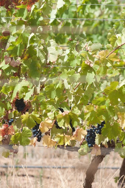 Druivenmost trossen opknoping van de wijnstokken — Stockfoto