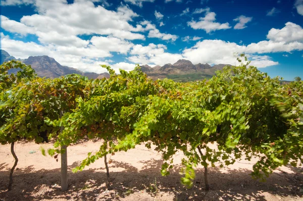 A região vinícola de Stellenbosch perto da Cidade do Cabo — Fotografia de Stock
