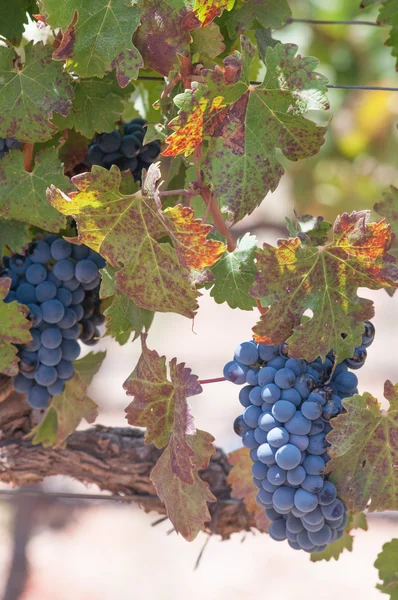 Trauben auf dem Vin — Stockfoto