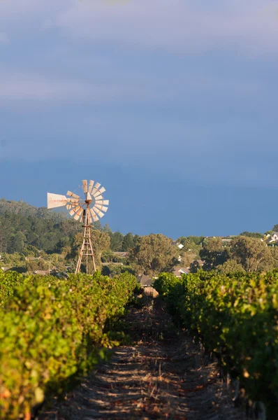 De wijn stellenbosch landt regio in de buurt van Kaapstad — Stockfoto