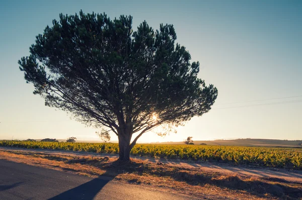 Podświetlane drzewo, Republika Południowej Afryki — Zdjęcie stockowe