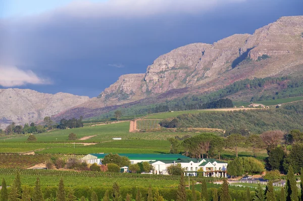 Víno stellenbosch přistane oblast nedaleko Kapského města — Stock fotografie