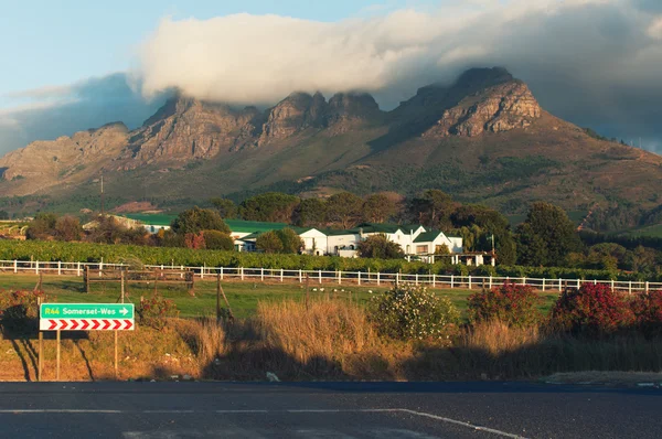 Viñedos, Stellenbosch, Africa Meridional —  Fotos de Stock