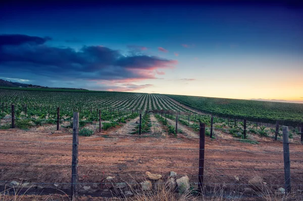 Tramonto su un vigneto — Foto Stock