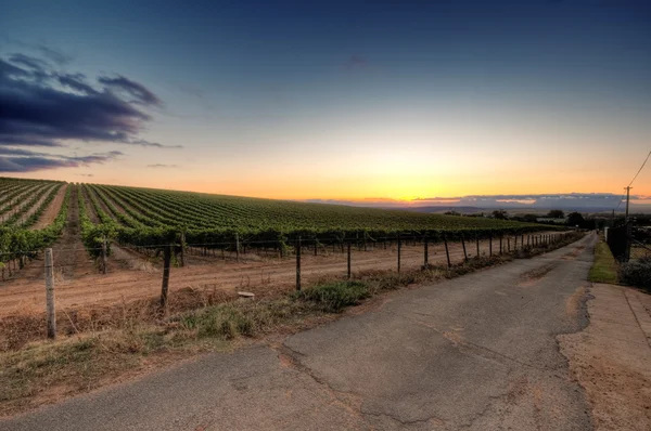 Puesta de sol sobre un viñedo —  Fotos de Stock