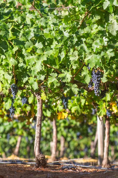 Grappoli d'uva appesi alla vite — Foto Stock