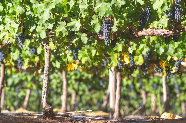 Grappoli d'uva appesi alla vite — Foto Stock