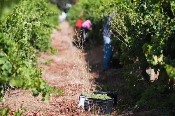 Picking grapes, Stellenbosch, South Africa — Stock Photo, Image