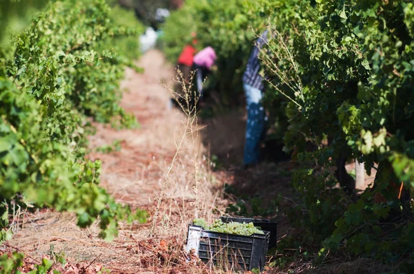 Weinlese, Stellenbosch, Südafrika — Stockfoto