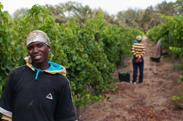 A região vinícola de Stellenbosch perto da Cidade do Cabo — Fotografia de Stock