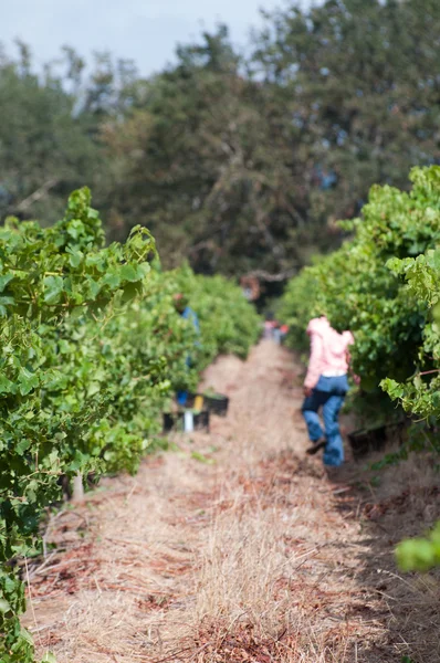 Víno stellenbosch přistane oblast nedaleko Kapského města — Stock fotografie