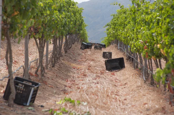 Grape harvesting in the vineyards at Stellenbosch — Stock Photo, Image