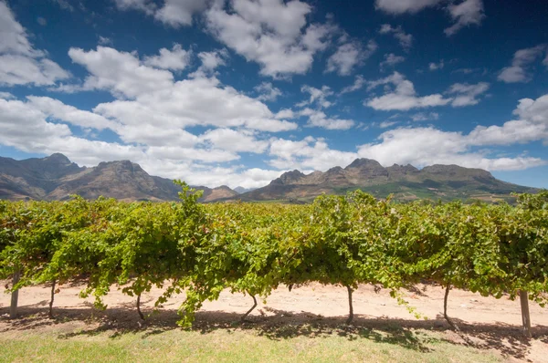 The Stellenbosch wine lands region near Cape Town Stock Picture