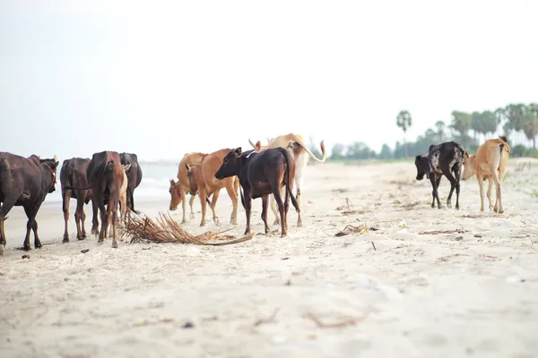 Zadní Pohled Skupina Pohybu Rozmazané Krávy Kráčející Podél Pláže Krajinou — Stock fotografie