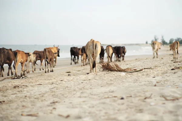 Вибірковий Фокус Тильній Стороні Корови Йде Вздовж Пляжу Розмитою Групою — стокове фото