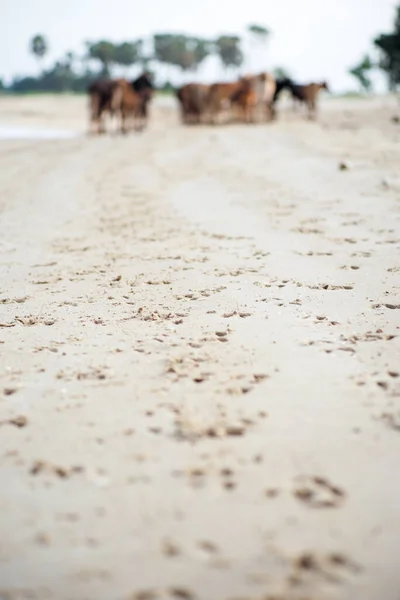 Detailní Stopy Krav Písku Rozmazanou Skupinou Krav Obeplouvajících Pláž — Stock fotografie