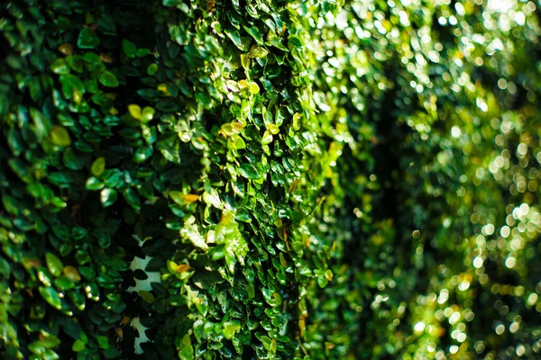 Closeup Coatbuttons Margherita Messicana Cresce Sul Muro Cemento Con Effetto — Foto Stock
