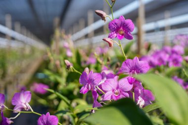 Arka planda çiçek çiftliği perspektifi bulanık olan yakın çekim orkideleri