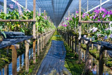 Çiftlikteki orkide ağacıyla birlikte yürüme yolunu incele.