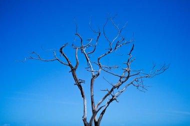 Mavi gökyüzü arka planında izole edilmiş kurumuş kurumuş ağaç cesedi.