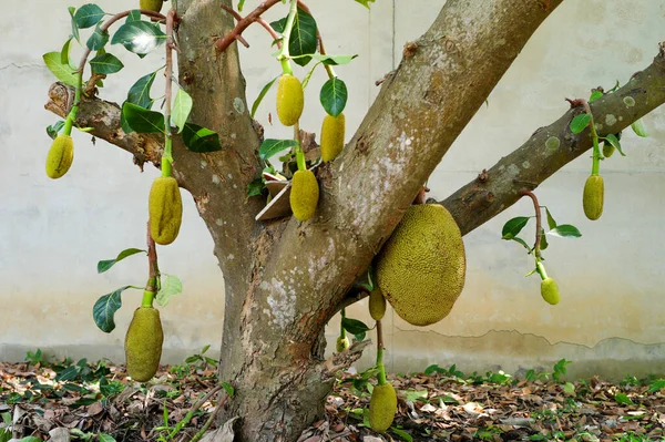 Selective Focus Mature Jackfruit Hanging Body Tree Organic Farm Blurred — Stock Photo, Image