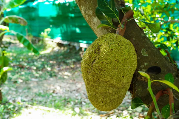 Frutos Jackfruit Primer Plano Que Cuelgan Del Cuerpo Del Árbol —  Fotos de Stock