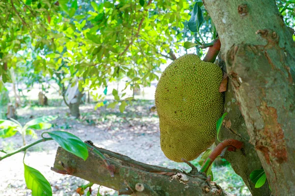 Nangka Jackfruit Closeup Tergantung Dari Tubuh Pohon Pertanian Organik Dengan — Stok Foto