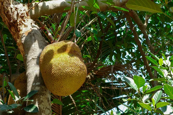 Closeup Jackfruits Hanging Body Tree Organic Farm Blurred Group Baby — Stock Photo, Image