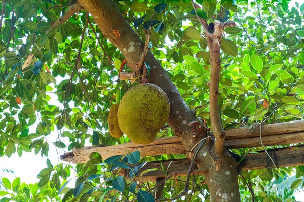 Closeup Jackfruits Hanging Body Tree Organic Farm Blurred Group Baby — Stock Photo, Image