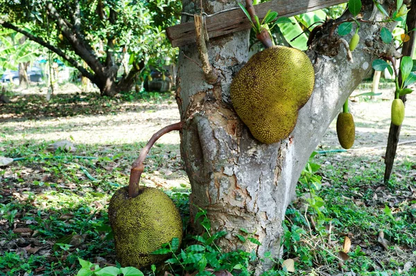 Nangka Jackfruit Closeup Tergantung Dari Tubuh Pohon Pertanian Organik Dengan — Stok Foto