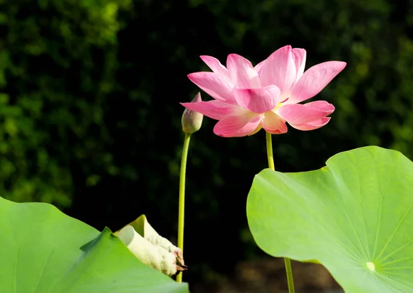 배경에 그늘에 떨어져 커다란 분홍색 연꽃을 클로즈업하는 — 스톡 사진