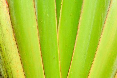 Fan şeklinde muz dalının yakın plan ve dokusu