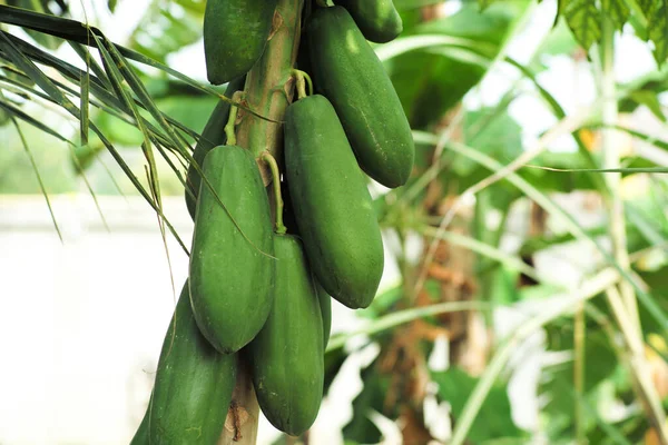 Closeup Groupd Green Papayas Hanging Body Mango Tree — Stock Photo, Image