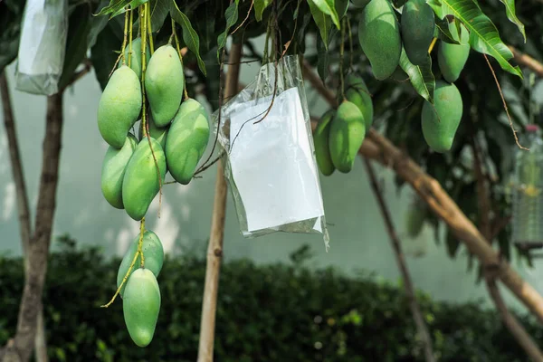 Kelompok Closeup Mangga Hijau Tergantung Dari Cabang Pohon Mangga — Stok Foto