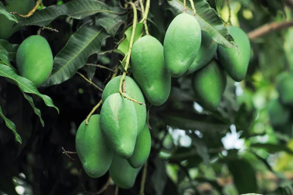Closeup Groupd Green Mangoes Hanging Branch Mango Tree — Stock Photo, Image