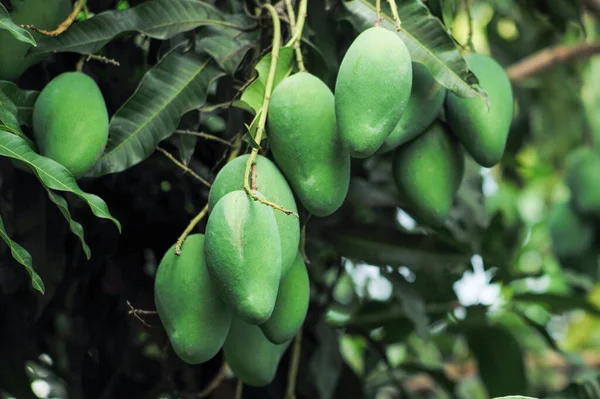 Kelompok Closeup Mangga Hijau Tergantung Dari Cabang Pohon Mangga — Stok Foto