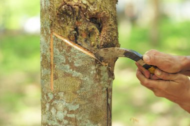 Çiftçi, işlenmemiş sıvı kauçuğu hasat ederken kauçuk ağacını bıçakla kesiyor.