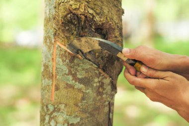Çiftçi, işlenmemiş sıvı kauçuğu hasat ederken kauçuk ağacını bıçakla kesiyor.