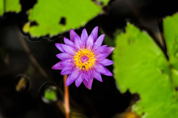 Top View Blossom Violet Lotus Grows Pond Blurred Water Leaves — 스톡 사진