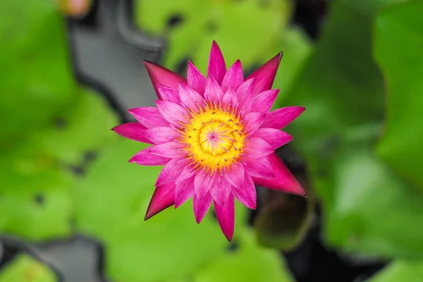 Top View Blossom Pink Lotus Grows Pond Blurred Water Leaves — 스톡 사진