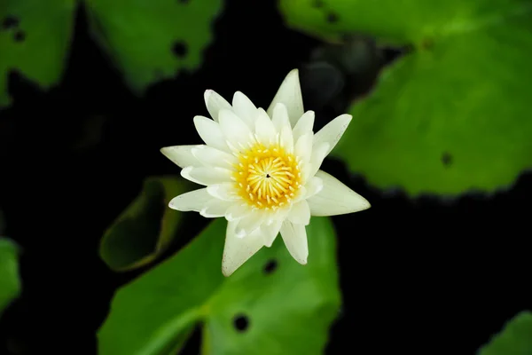 Top View Blossom Lotus Grows Pond Blurred Water Leaves Background — 스톡 사진
