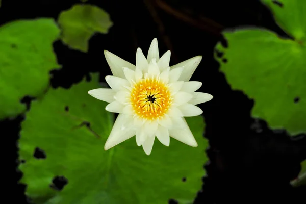 Top View Blossom White Lotus Grows Pond Blurred Water Leaves — 스톡 사진