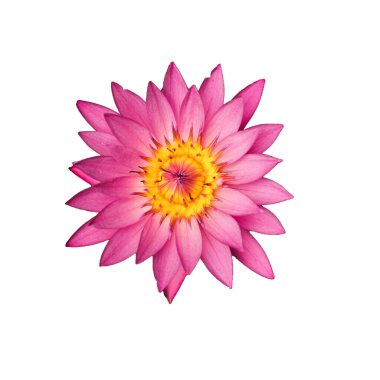 Beyaz arka planda izole edilmiş pembe nilüfer çiçeğinin üst görüntüsü. Resim, çiçeğin sarı polenine odaklanmıştı.