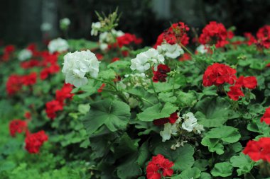 Tarladaki beyaz çiçek buketine odaklan. Ön planda odağının çözülmesi ve çiçek açan çiçeklerin arkaplanı.