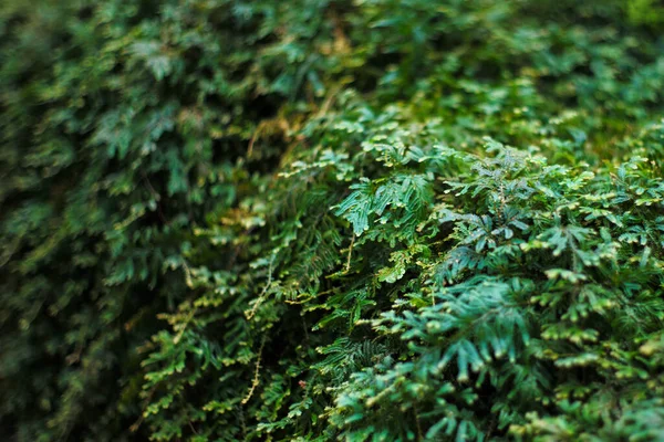 Selective Focus Green Leaf Bushes Defocused Background Plantation Tree — ストック写真