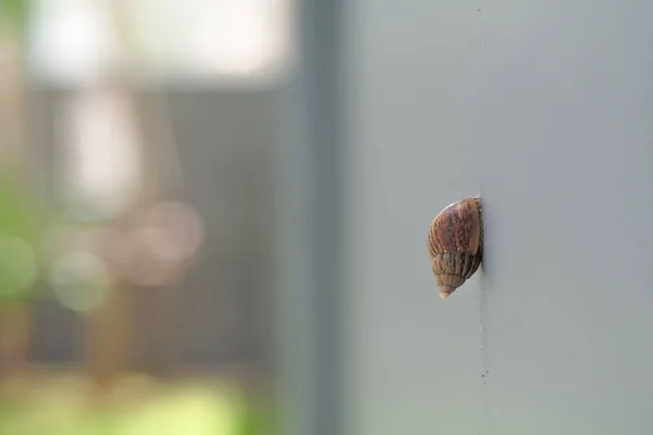 Caracol Marrón Primer Plano Sostiene Superficie Pared Cemento Con Jardín — Foto de Stock