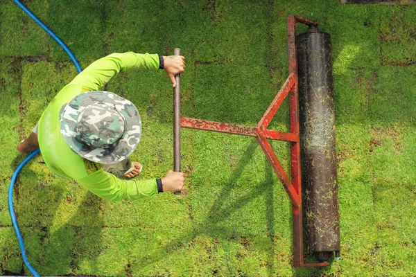 Top view worker pushes the heavy steel drum on the grass field during growing process