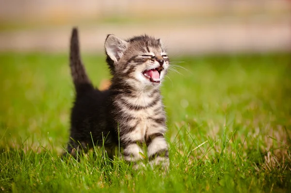 Tabby kitten outdoors meowing — Stock Photo, Image