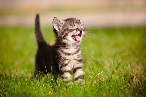 Таббі кошеня на відкритому повітрі погладжування Ліцензійні Стокові Фото