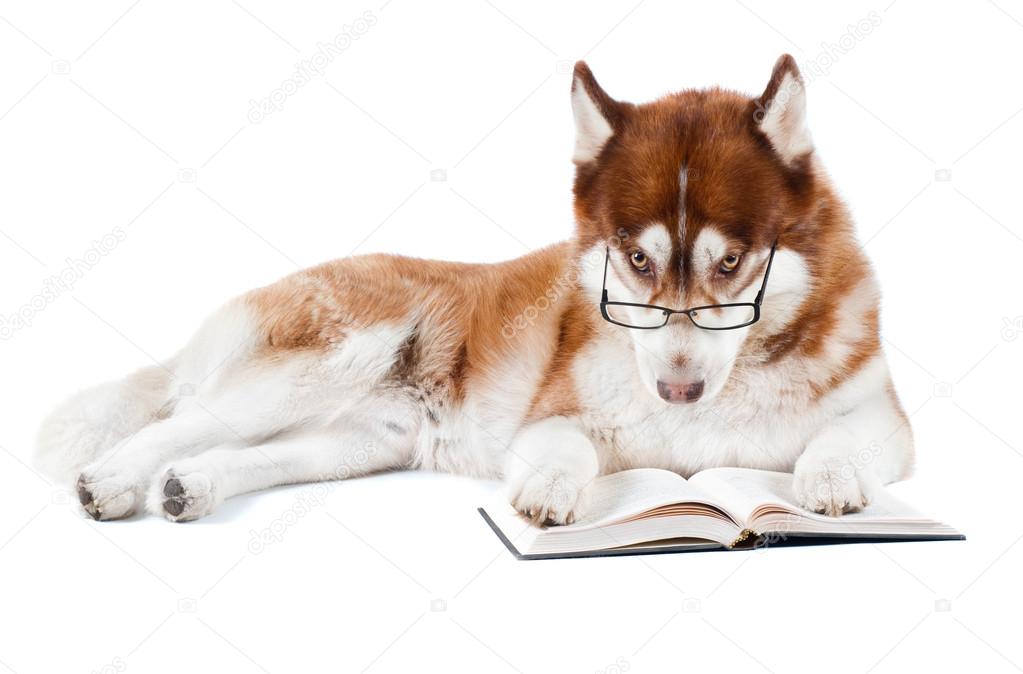 Siberian husky dog reading a book in specs